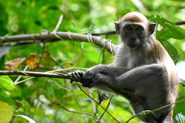 Bukit Lawang Tour From Denmark