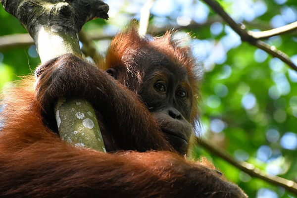 Bukit Lawang Tour From Denmark
