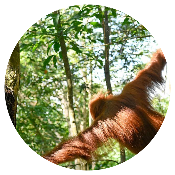Backpacking Sumatra From England