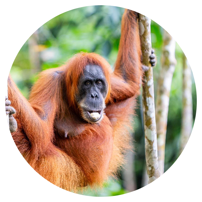 Backpacking Sumatra From England