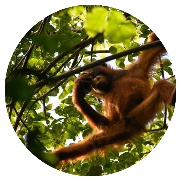 Backpacking Sumatra From England