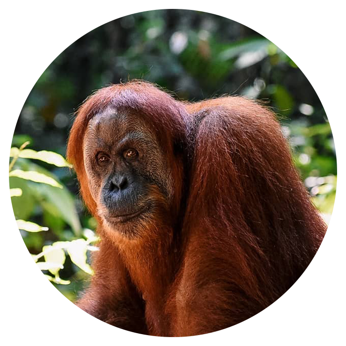 Backpacking Sumatra From England