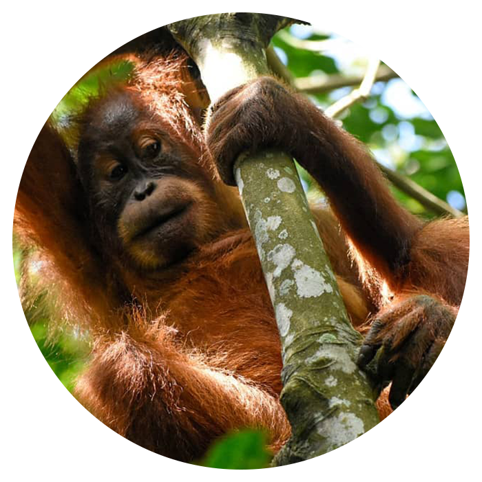 Backpacking Sumatra From England