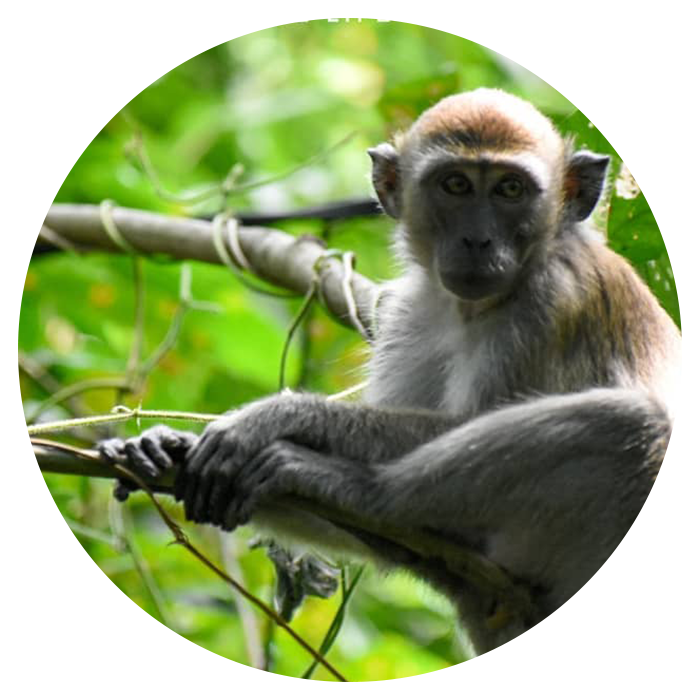 Backpacking Sumatra From England