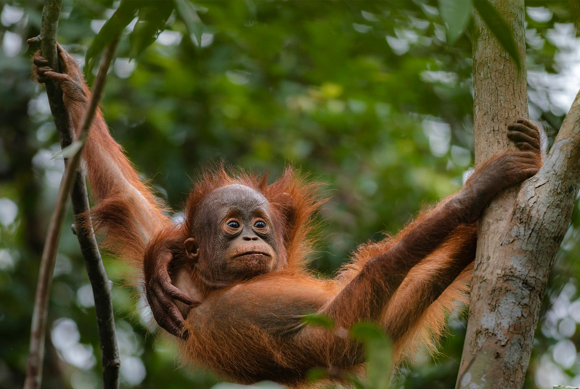 Bukit Lawang Tour From Denmark