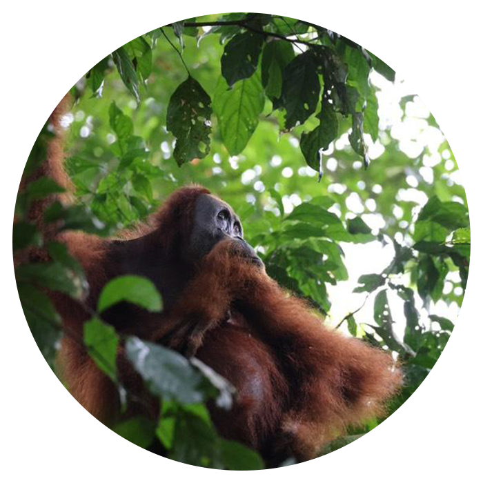 Backpacking Sumatra From England