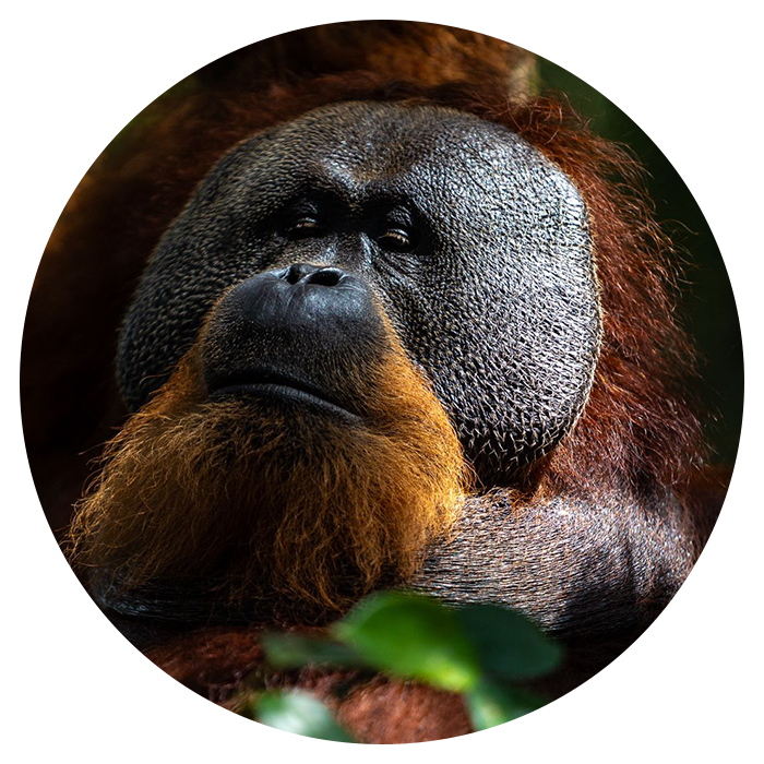 Backpacking Sumatra From England