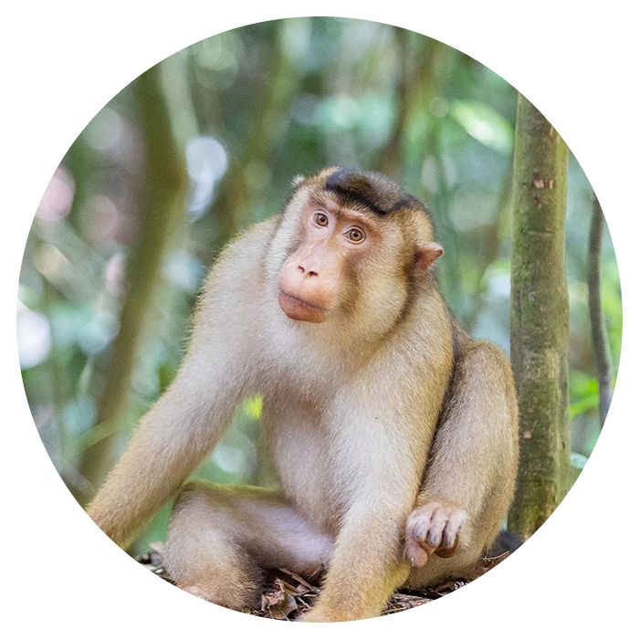 Backpacking Sumatra From England