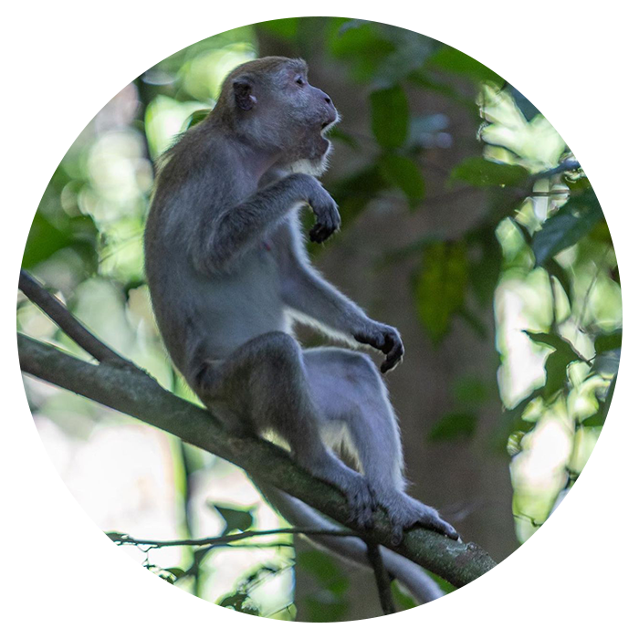 Backpacking Sumatra From England