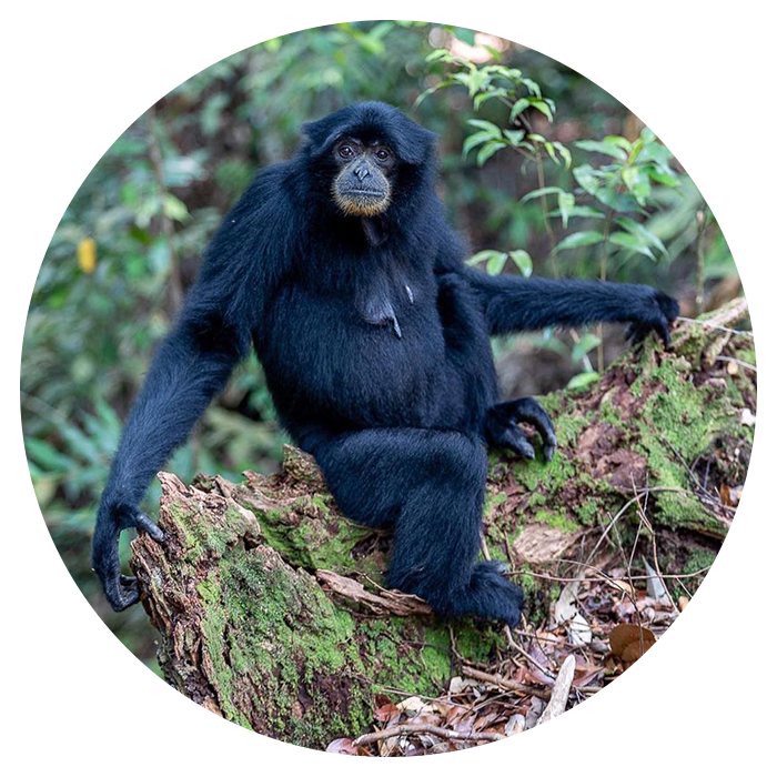 Backpacking Sumatra From England
