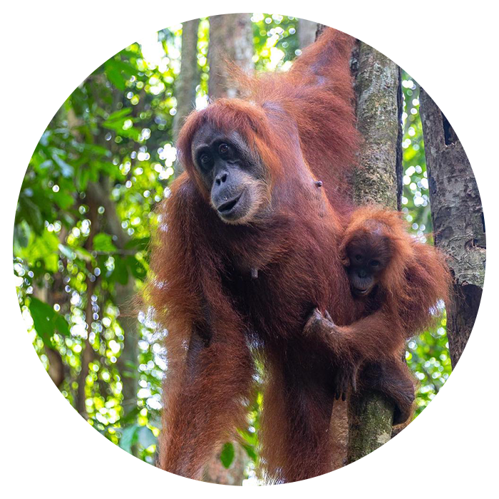 Backpacking Sumatra From England