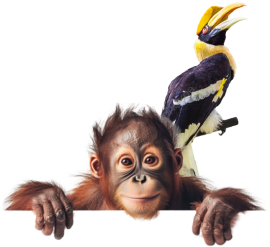 Orangutan Tours Sumatra Europe