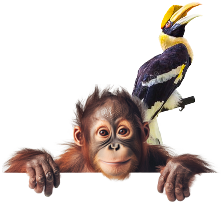 Orangutan Tours Sumatra Europe