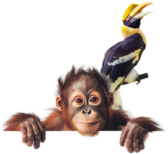 Orangutan Tours Sumatra Europe