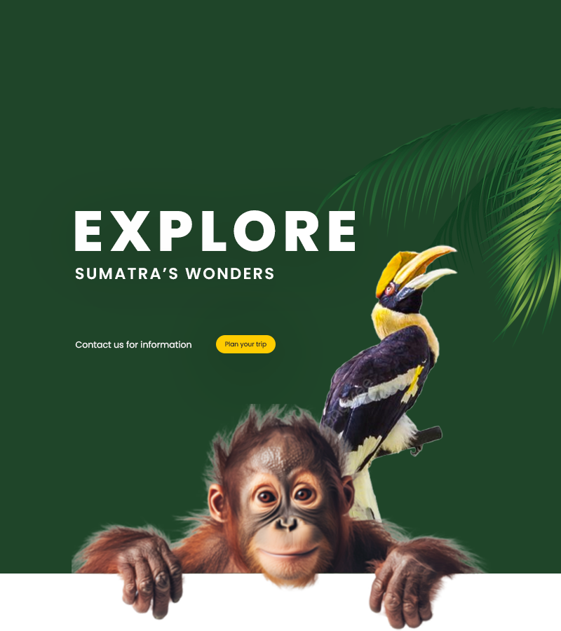 Orangutan Tours Sumatra Europe