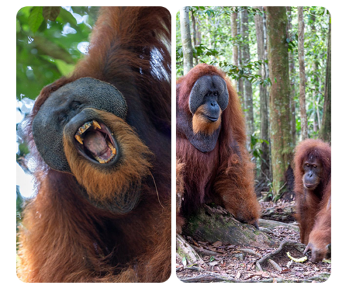 Orangutan Tours Sumatra Europe