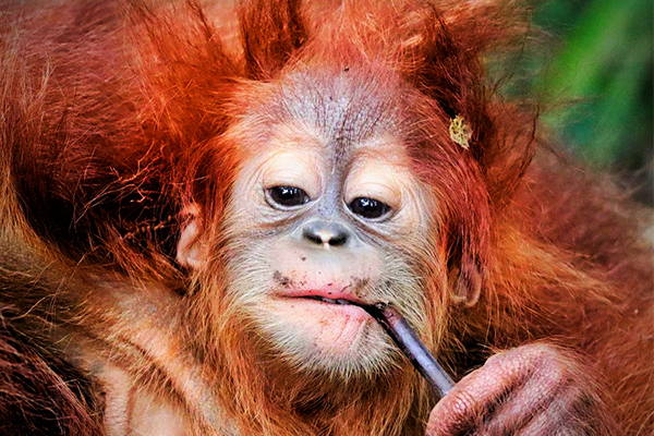 Bukit Lawang Tour From Denmark