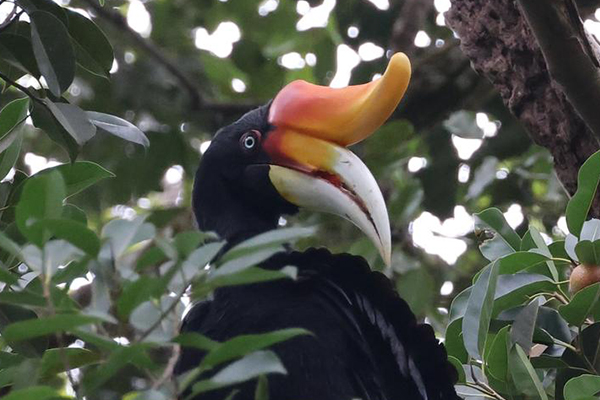Bukit Lawang Tour From Denmark