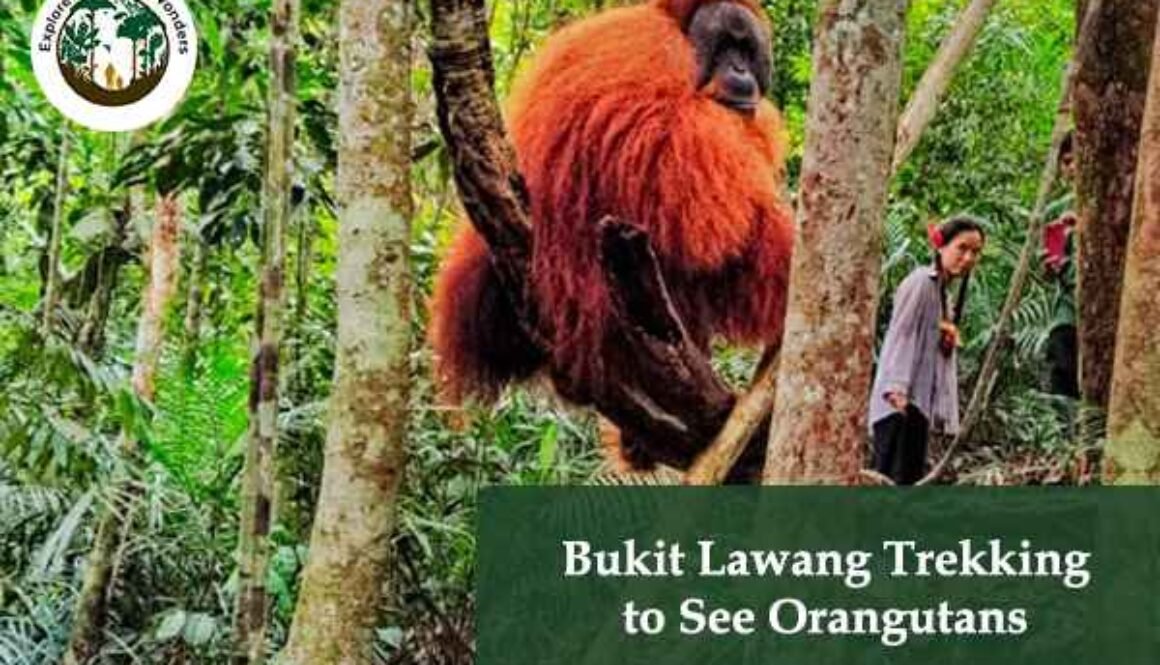 Bukit Lawang Trekking to See Orangutans