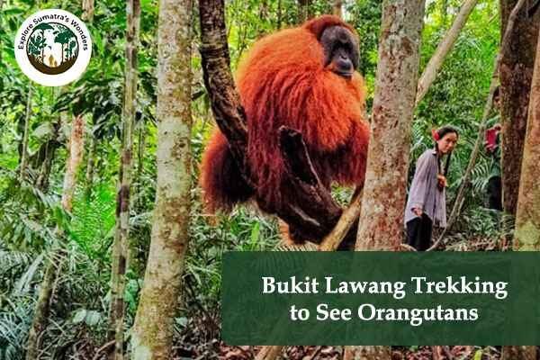 Bukit Lawang Trekking to See Orangutans