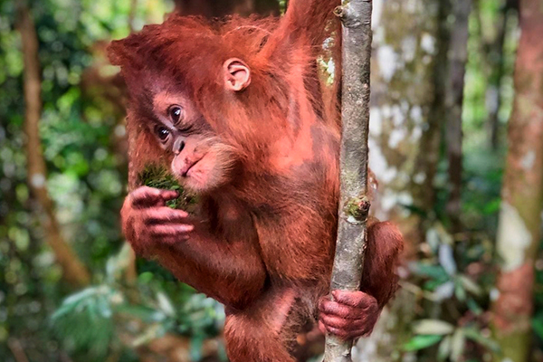 Orangutan Tours Sumatra Europe
