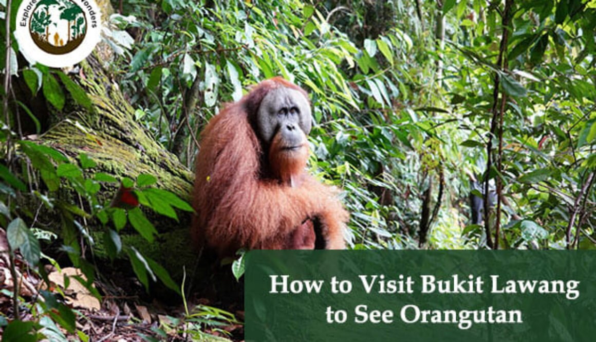 How to Visit Bukit Lawang to See Orangutan