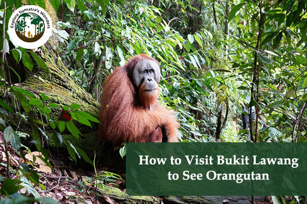 How to Visit Bukit Lawang to See Orangutan