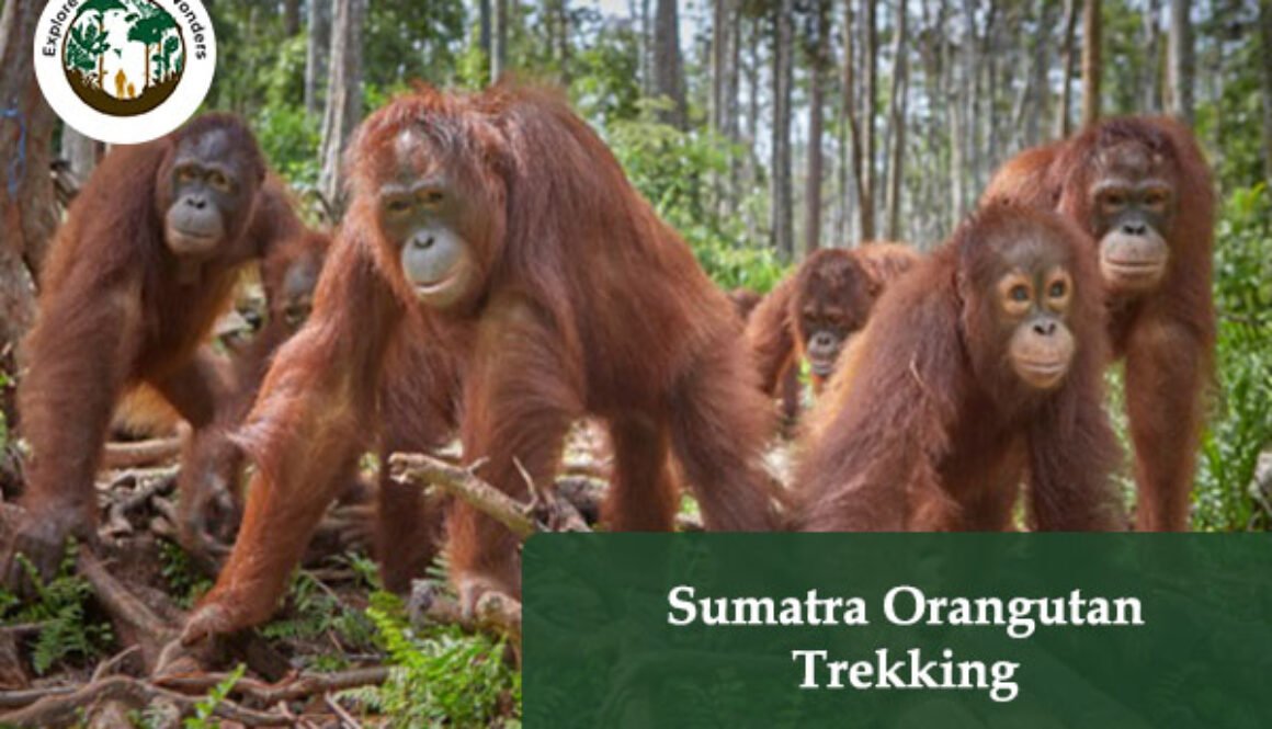 Sumatra Orangutan Trekking