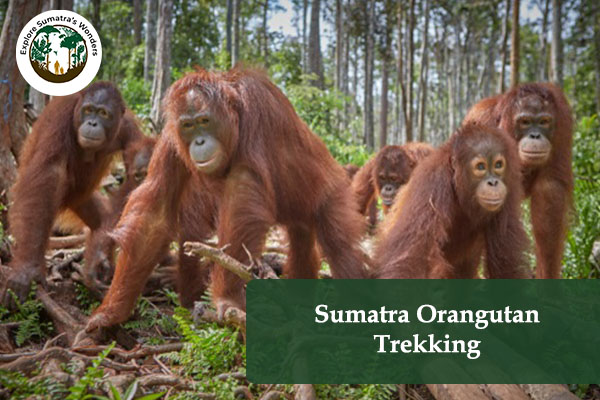 Sumatra Orangutan Trekking