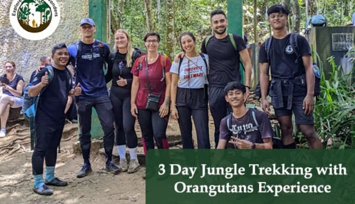 3 Day Jungle Trekking with Orangutans Experience