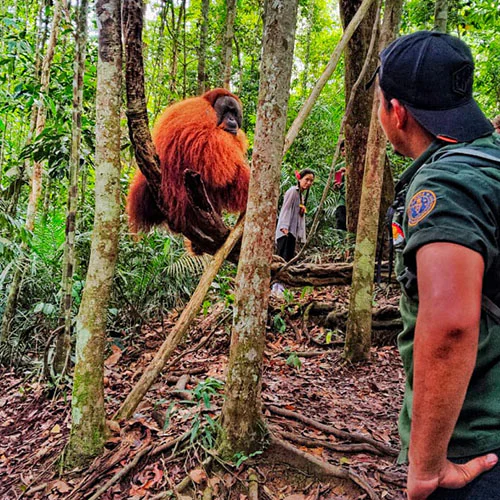 See orangutans