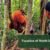 Vacation of North Sumatra