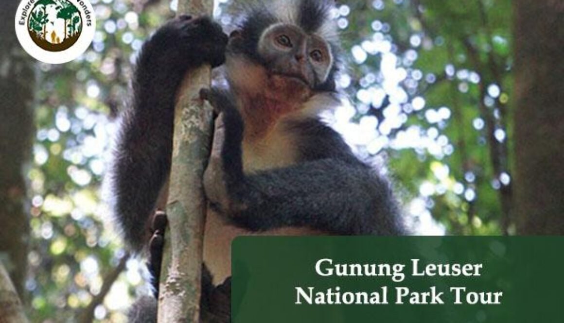 Gunung Leuser National Park Tour
