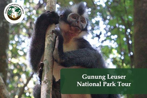 Gunung Leuser National Park Tour