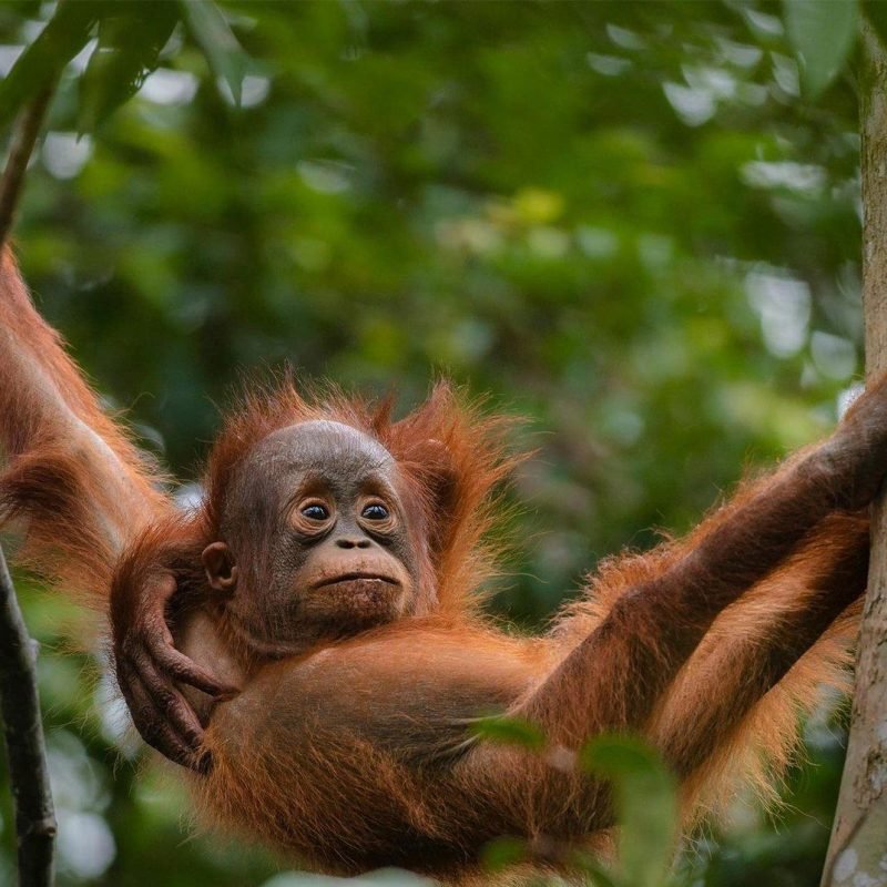 Bukit-lawang-orangutan-tour-1287.jpg