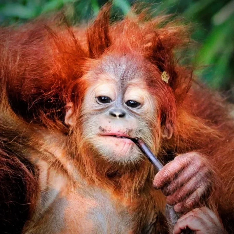 Orangutan-Bukit-Lawang-Tour-24-2-1.webp